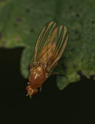 Tricholauxania praeusta